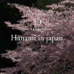 オンライン花見（2020年4月実施済アーカイブ映像）｜桜ドローンプロジェクト