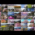 【オンライン花見｜日本全国の桜収録映像を配信中】桜ドローンプロジェクト2021 | SAKURA (Cherry blossom) all over Japan with Online Hanami