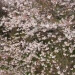 ドローンで空撮！2021.03.30の桜（静岡東部）