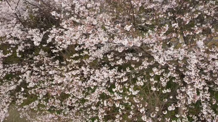 ドローンで空撮！2021.03.30の桜（静岡東部）