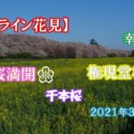 【オンライン花見】権現堂桜堤　幸手市　🌸桜満開🌸　2021年3月29日