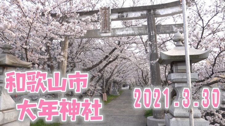 オンライン花見🌸和歌山桜のトンネル大年神社【2021年3月30日】超穴場