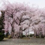 典厩寺の桜ドローン空撮 21.3.30