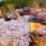 4K映像 絶景ドローン空撮「春桜 蓼科高原 聖光寺 空中花見」癒し自然風景 Drone Japan Nature Relaxation cherry blossom Tateshina temple