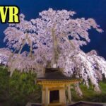 [8K 360VR ]ヴァーチャルツアー:VR観光 桜旅 2019 Virtual Tour:Cherry Blossoms in JAPAN