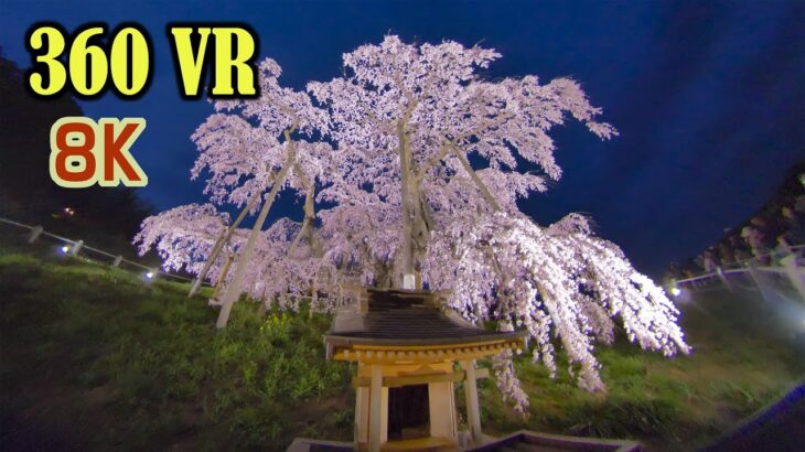 [8K 360VR ]ヴァーチャルツアー:VR観光 桜旅 2019 Virtual Tour:Cherry Blossoms in JAPAN