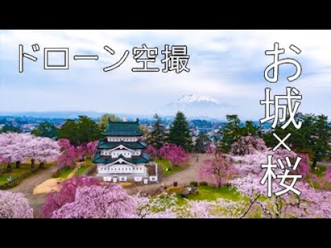 【ドローン空撮】日本のお城 × 桜（オンラインお花見）Castle × Cherryblossom