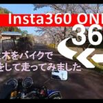 【Insta360one x2　VR映像】360°カメラで満開の桜並木道を走ってみました
