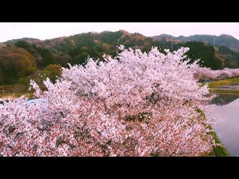 日本のオンライン花見(島根県)桜百千に選ばれた場所へドローン視点で撮影