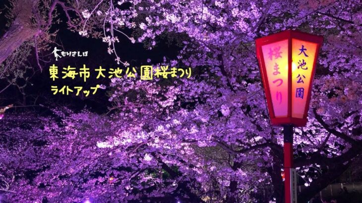 愛知映えスポット✨東海市大池公園桜まつりライトアップ【フォトジェニック】【ライトアップ】【絵になる風景】