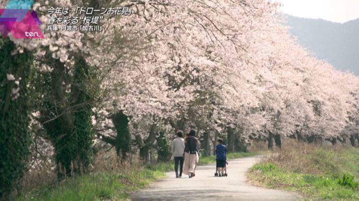 ドローンお花見「春を彩る“桜堤”」