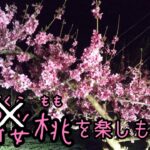 ♯070【花見】おうちでリモート花見はいかがですか？【夜撮影】