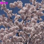 山形市　霞城公園1500本の桜　オンライン花見