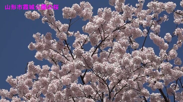 山形市　霞城公園1500本の桜　オンライン花見