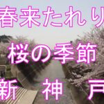 神戸の風景　中央区新神戸生田川の桜　 #16 以15