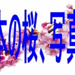 日本の桜、写真展/こんな風景に出逢えたらもう死んでもいいと思う.16Japanese cherry blossoms, photo exhibition