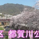 神戸の風景　灘区都賀川の桜　 #18 以16
