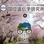 国立遺伝学研究所の200種類の桜【360° VR映像】