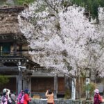 桜の頃 飛騨白川郷 #飛騨の風景　2013年4月22日