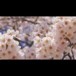 みやぎのさくら 2021 ～オンラインで観賞する今年の桜の風景～