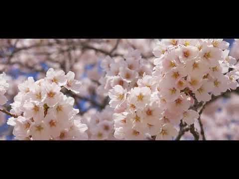 みやぎのさくら 2021 ～オンラインで観賞する今年の桜の風景～