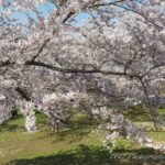 2021年むつ市早掛沼公園の桜(ドローン空撮)