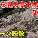 空から見る高千穂の桜2021