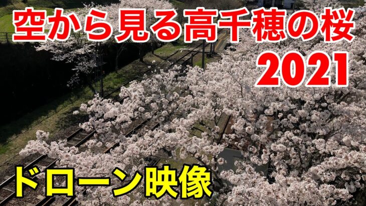 空から見る高千穂の桜2021