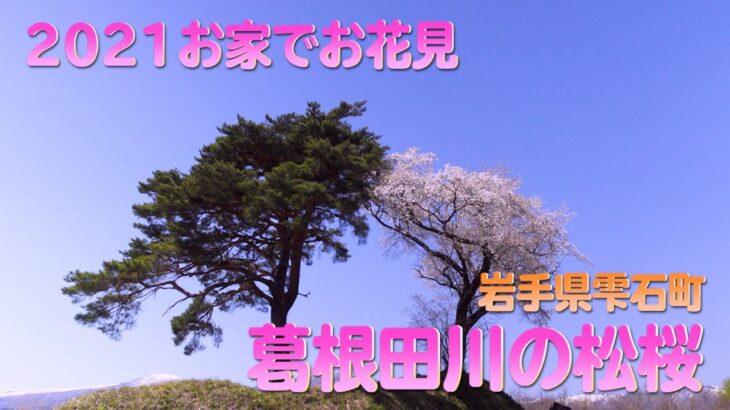 【2021お家でお花見・桜ドローン】岩手 雫石 葛根田川の松桜🌸【4K】