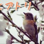桜とアトリ お食事風景 採餌 2021 野鳥観察 冬鳥 花鶏 Brambling and cherry blossoms. 雌 かわいい