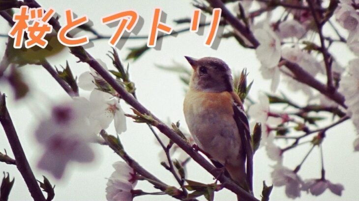 桜とアトリ お食事風景 採餌 2021 野鳥観察 冬鳥 花鶏 Brambling and cherry blossoms. 雌 かわいい