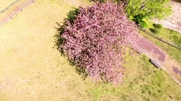 🌸桜満開 八重桜 2021.4.10 存在感抜群のパワースポット！ドローン空撮！