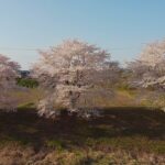 花見【2021.4.3 福島県郡山市 笹原川の桜】