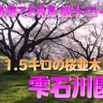 【2021お家でお花見・桜ドローン】1.5キロの桜並木・雫石川園地🌸【4K】