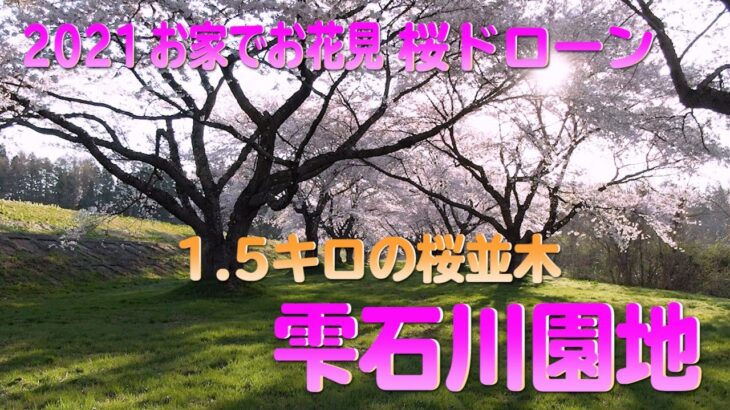 【2021お家でお花見・桜ドローン】1.5キロの桜並木・雫石川園地🌸【4K】