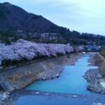 2021年箱根早川宮城野堤の桜　4k ドローン空撮