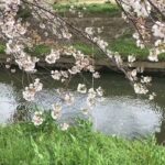 【フリー素材動画】フリー撮影動画-桜のある風景集2021【桜の風景集動画】【Cherry blossom landscape collection Moving Image No.1】