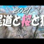 2分で見る【尾道の桜】2021(広島県尾道市は猫がたくさんいる港町/ノスタルジックな風景と春の桜)