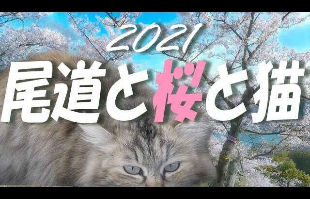 2分で見る【尾道の桜】2021(広島県尾道市は猫がたくさんいる港町/ノスタルジックな風景と春の桜)