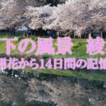 #23 【気ままにお散歩日記】桜の下の風景（ 開花からの2週間）　綾瀬川