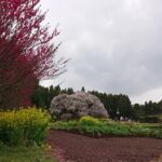 【癒しの自然動画　26分】春の風景　満開の大桜と鶯のさえずり　定点撮影　Big old Cherry blossom in Japan  Большая старая сакура в Японии