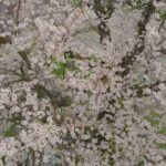 300年以上も咲き続ける高島清水の桜ドローンで撮影　2021