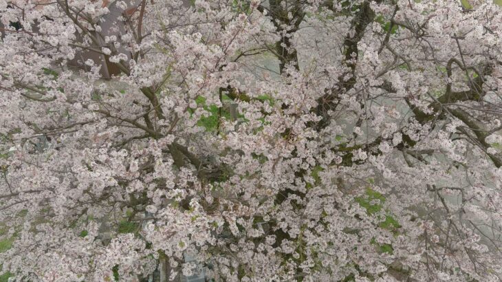 300年以上も咲き続ける高島清水の桜ドローンで撮影　2021