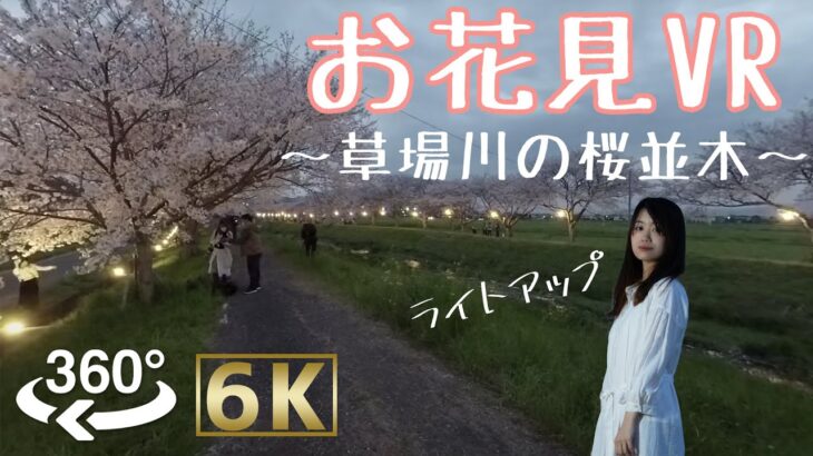 【360° 3D 6K】お花見VR 草場川の桜並木 〜ライトアップ/ VR “Hanami” Kusaba River Fukuoka Japan