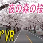 【360°VR】「夜の森」に桜のトンネル　福島・富岡町