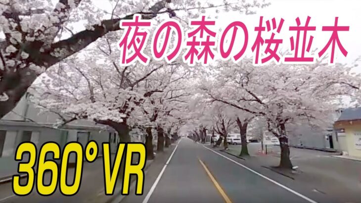 【360°VR】「夜の森」に桜のトンネル　福島・富岡町