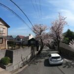 360度・VR動画｜桜のトンネル。360 degree VR video ｜Sakura tunne．l