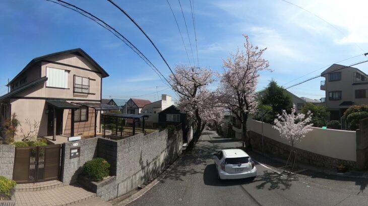 360度・VR動画｜桜のトンネル。360 degree VR video ｜Sakura tunne．l