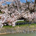 桜の動画＃4  河岸の桜の風景