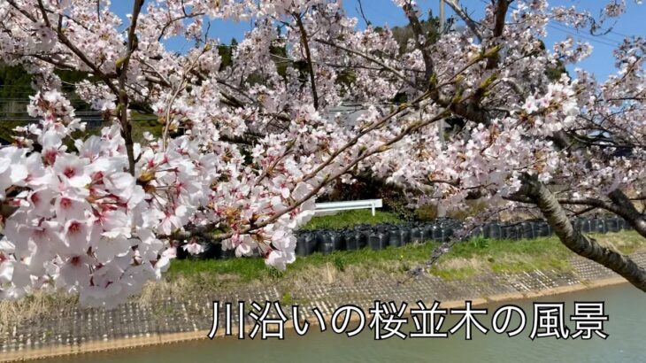 桜の動画＃4  河岸の桜の風景
